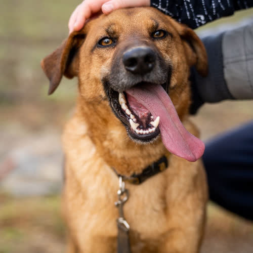 Psy ze schroniska do adopcji Amigo