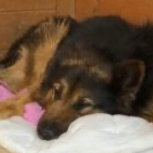 Psy ze schroniska do adopcji Agat