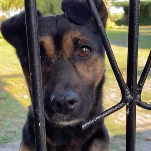 Psy ze schroniska do adopcji Dżeki