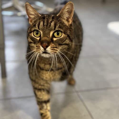 Koty ze schroniska do adopcji Kici