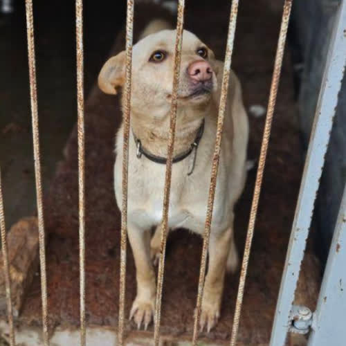 Psy ze schroniska do adopcji Filip