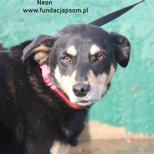 Psy ze schroniska do adopcji Neon