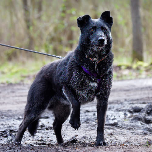 Psy ze schroniska do adopcji Malina