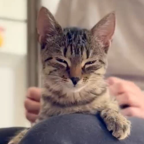 Koty ze schroniska do adopcji Dymka