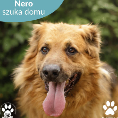 Psy ze schroniska do adopcji Nero