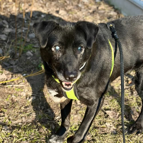 Psy ze schroniska do adopcji Lazur