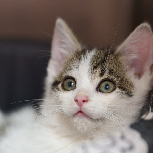 Koty ze schroniska do adopcji  kotek chłopczyk