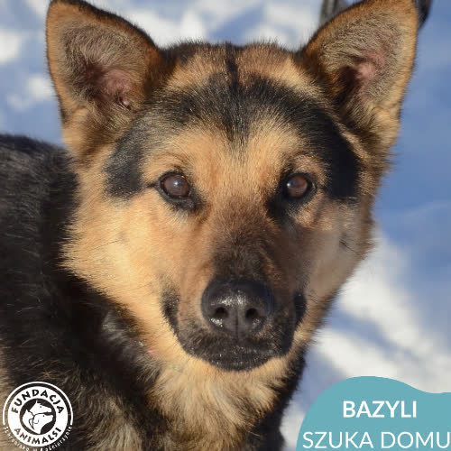 Bazyli