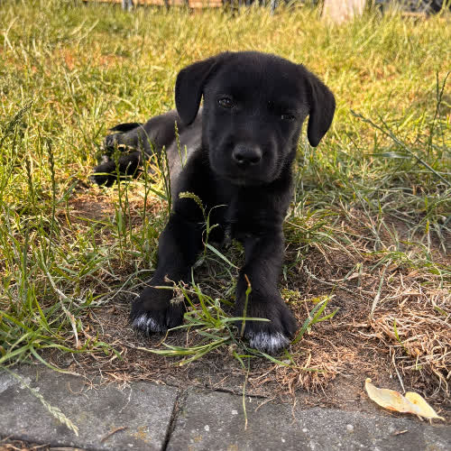 Psy ze schroniska do adopcji Kajtuś