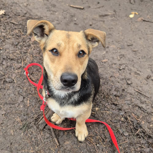 Psy ze schroniska do adopcji Kredka