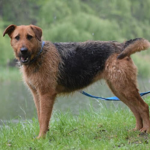 Psy ze schroniska do adopcji Greta