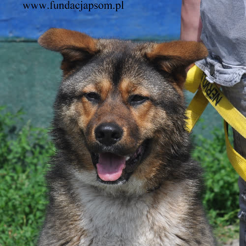 Psy ze schroniska do adopcji Misiek
