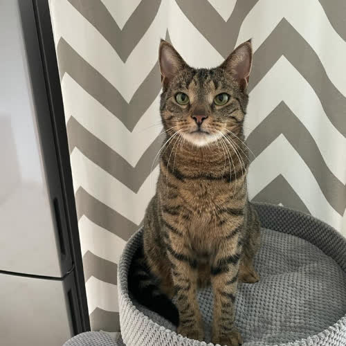 Koty ze schroniska do adopcji Dyzio