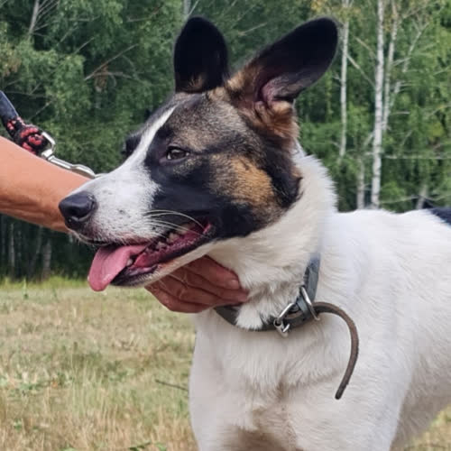 Psy ze schroniska do adopcji Pestka