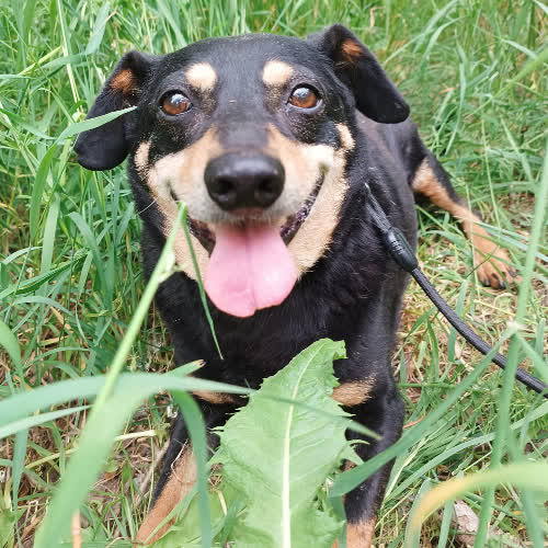 Psy ze schroniska do adopcji Ramzes