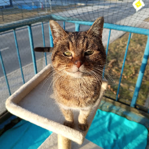 Koty ze schroniska do adopcji Marcysia