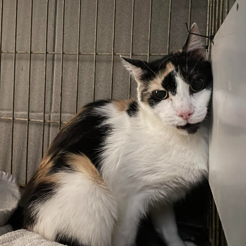 Koty ze schroniska do adopcji Mysia