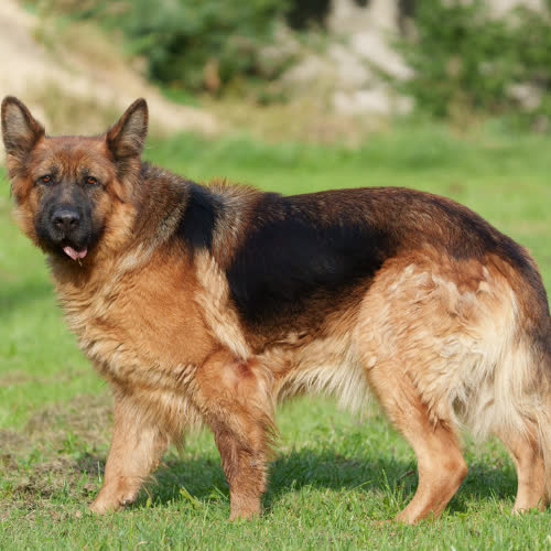 Psy ze schroniska do adopcji Owczarek Margaret 