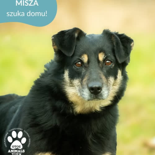 Psy ze schroniska do adopcji MISZA