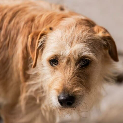 Psy ze schroniska do adopcji Władzio