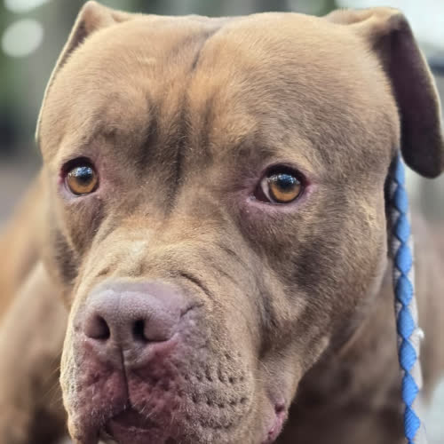 Psy ze schroniska do adopcji EGON 