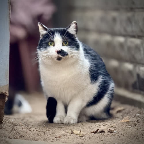 Koty ze schroniska do adopcji Albert