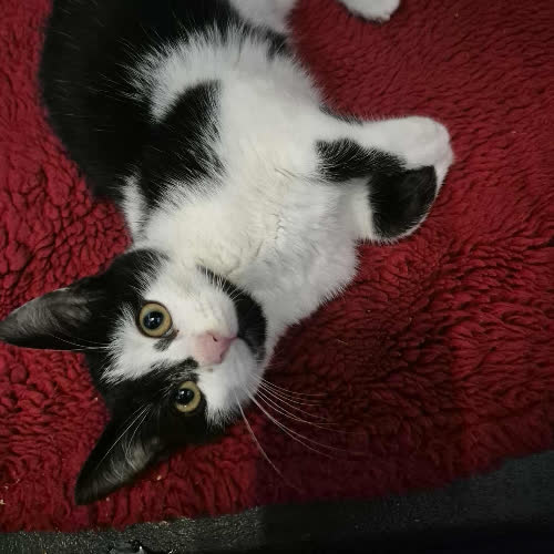 Koty ze schroniska do adopcji Akiko