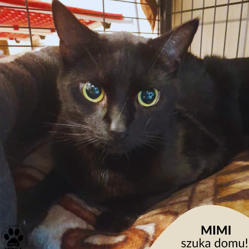 Koty ze schroniska do adopcji Mimi