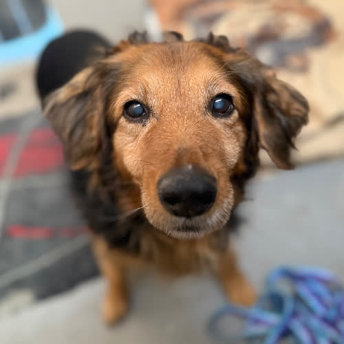 Psy ze schroniska do adopcji Maguś