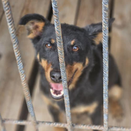 Psy ze schroniska do adopcji Masza