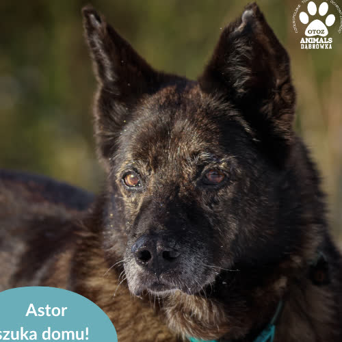 Psy ze schroniska do adopcji Astor