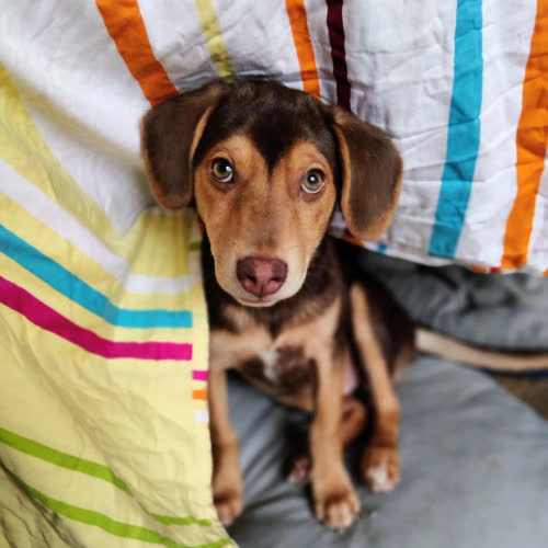 Psy ze schroniska do adopcji BĄBELEK 