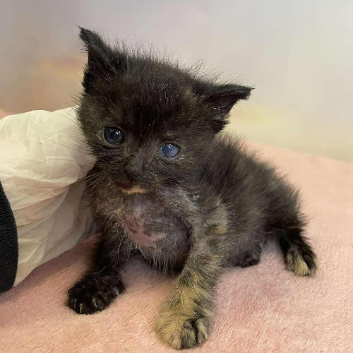 Koty ze schroniska do adopcji Migotka