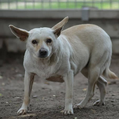 Psy ze schroniska do adopcji Matka