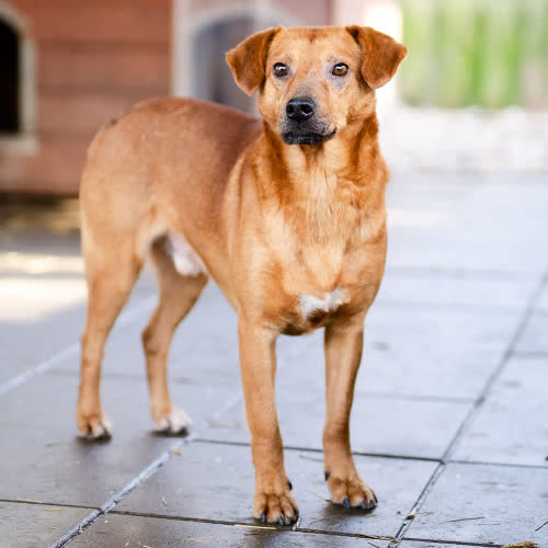 Psy ze schroniska do adopcji Rożek 