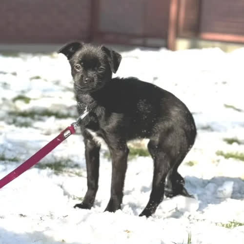 Psy ze schroniska do adopcji Funia 