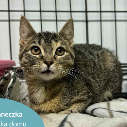 Koty ze schroniska do adopcji Janeczka