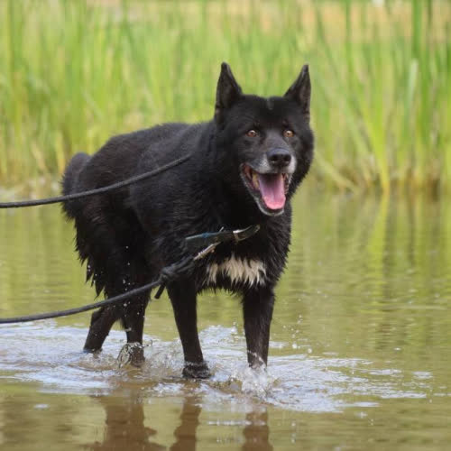 Psy ze schroniska do adopcji Sula