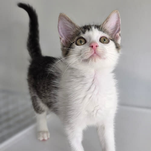 Koty ze schroniska do adopcji Truskawka