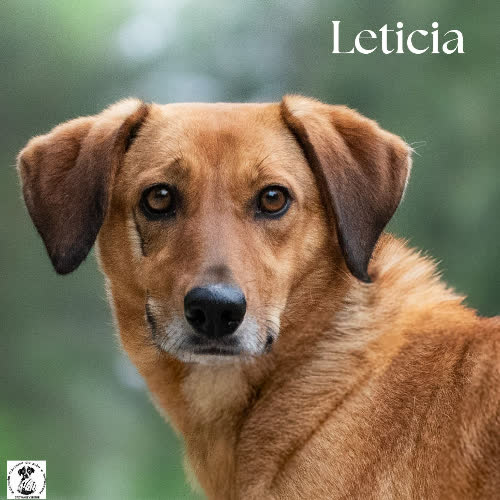 Psy ze schroniska do adopcji Cudowna LETICIA