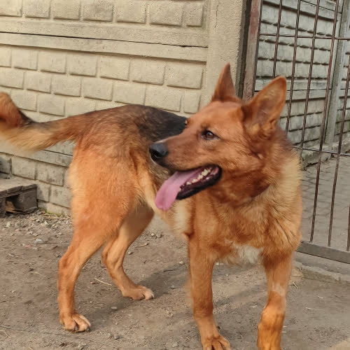 Psy ze schroniska do adopcji Krejzolka 