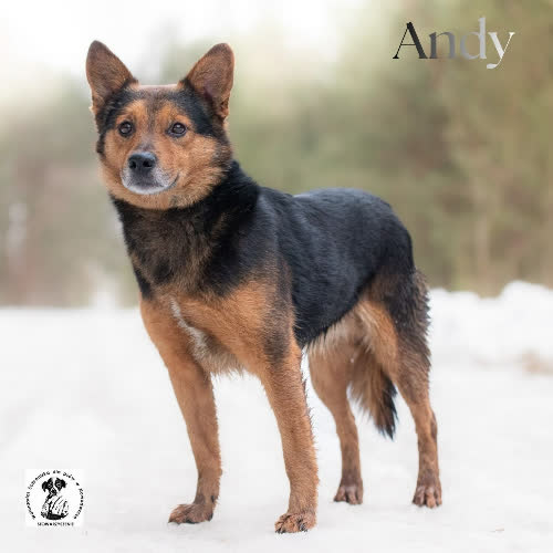 Psy ze schroniska do adopcji łagodny ANDY 