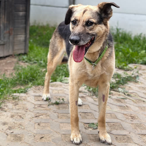 Psy ze schroniska do adopcji Walery