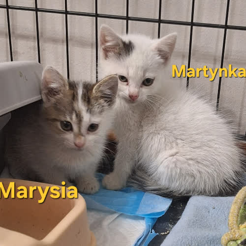 Martynka i Maryśka