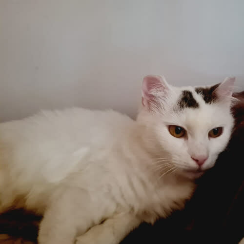 Koty ze schroniska do adopcji Julka
