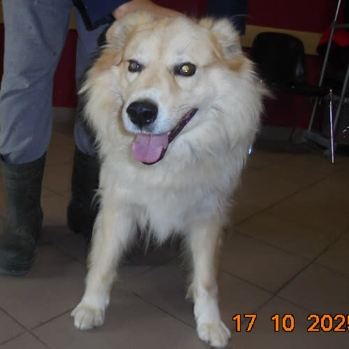 Psy ze schroniska do adopcji Goran