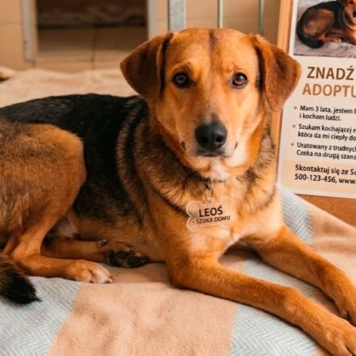 Psy ze schroniska do adopcji Leoś