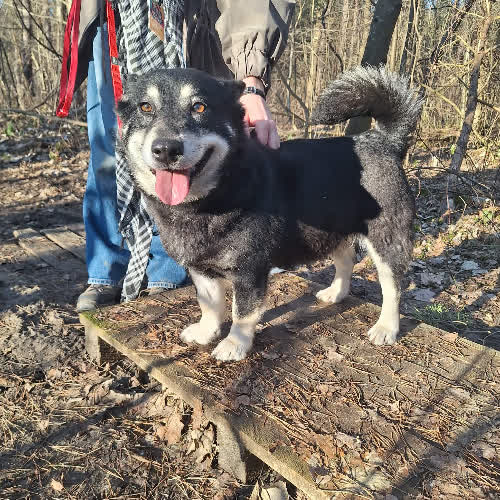 Psy ze schroniska do adopcji Mela