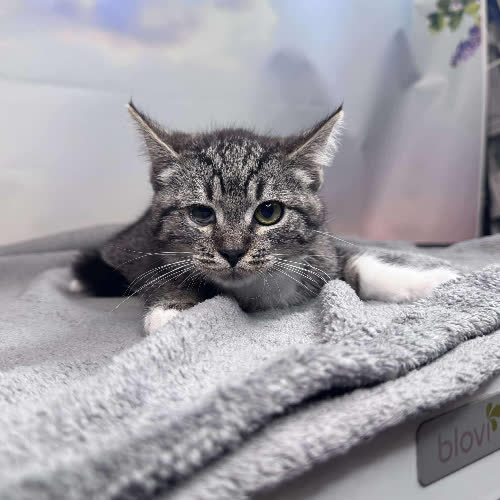 Koty ze schroniska do adopcji Tanari