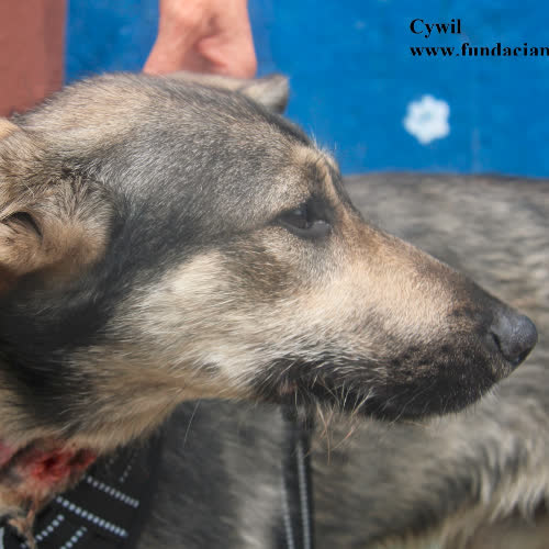 Psy ze schroniska do adopcji Cywil